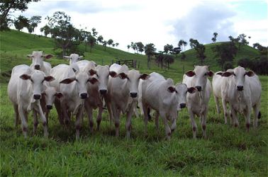 Nieuwsgierige Braziliaanse koeien